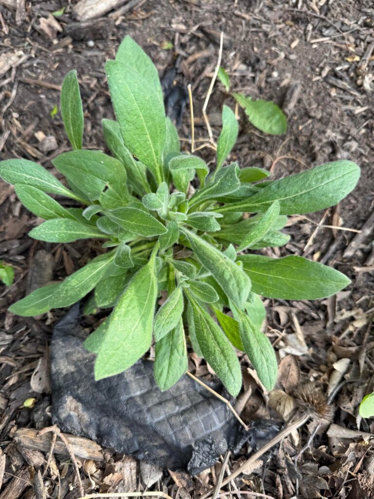 Black Eyed Susan? Black Eyed Susan?