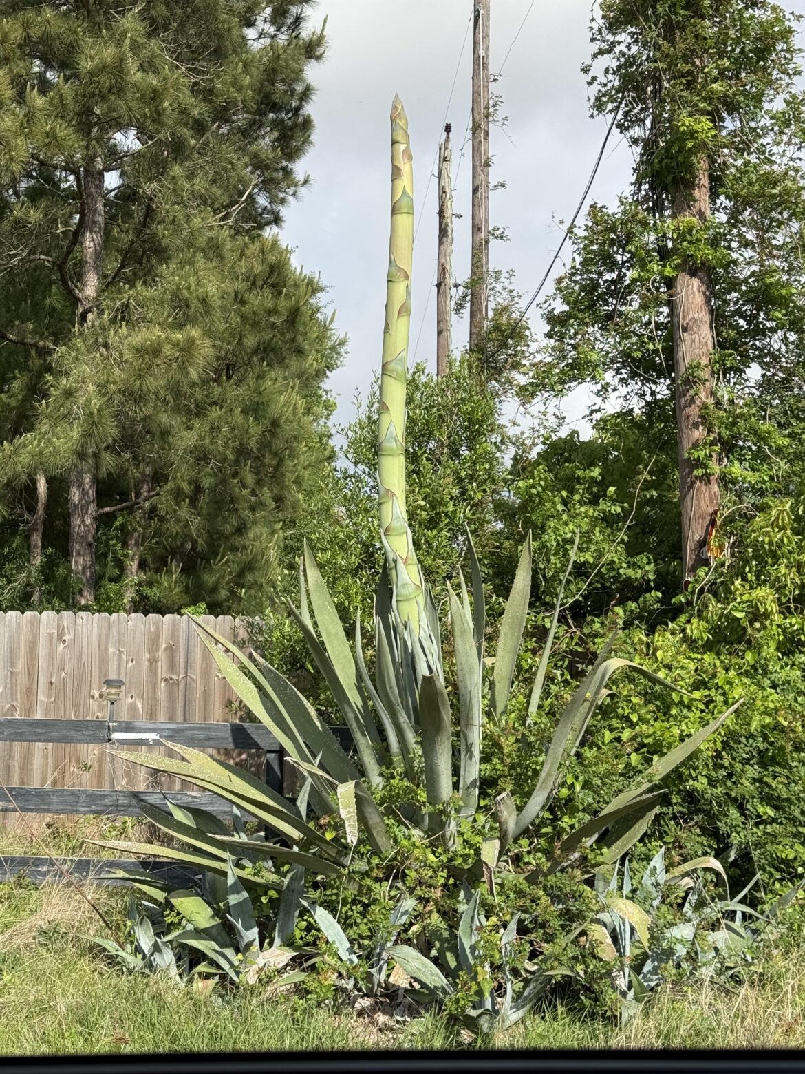 Was informed my picture wasn’t a cactus and to move it over here