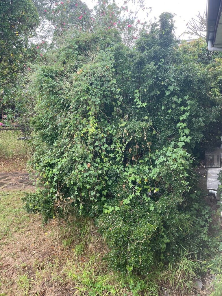 What is this vine?