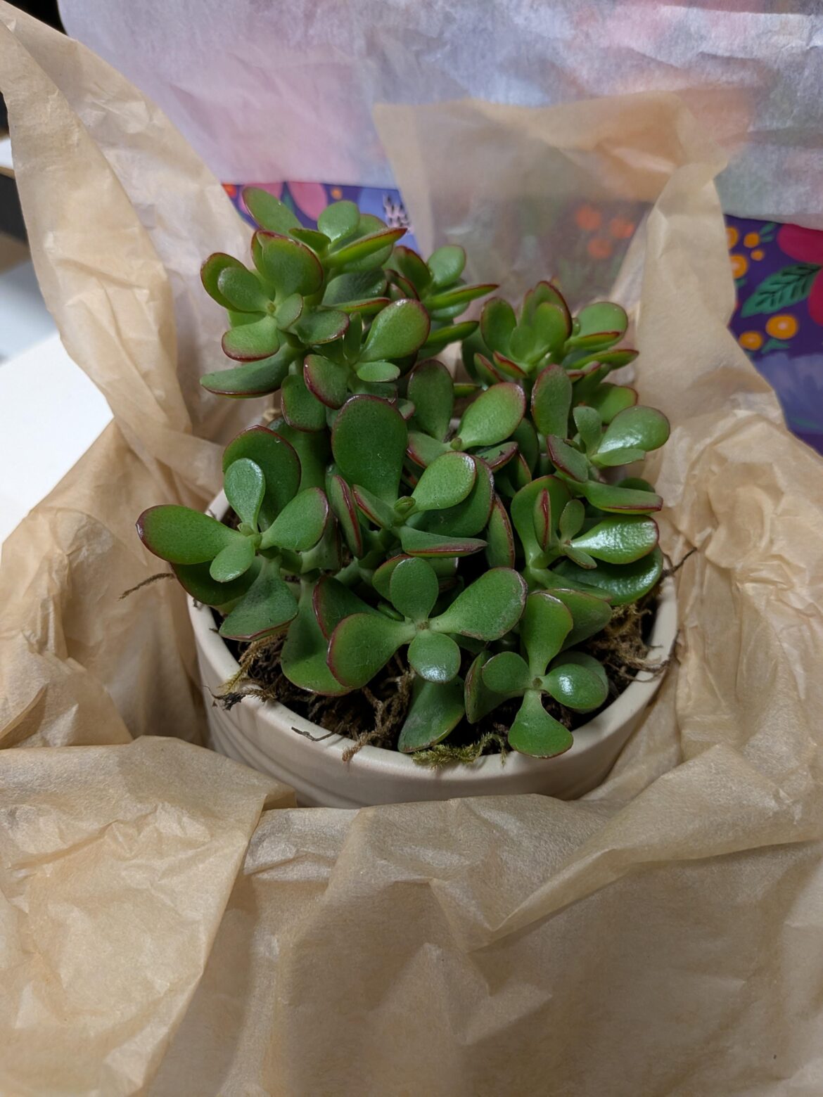 Help! What is this and how do I care for it?