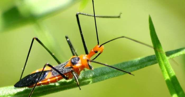 GARDEN COLUMN: Do you have “good bugs” in your yard? | Community GARDEN COLUMN: Do you have “good bugs” in your yard? | Community