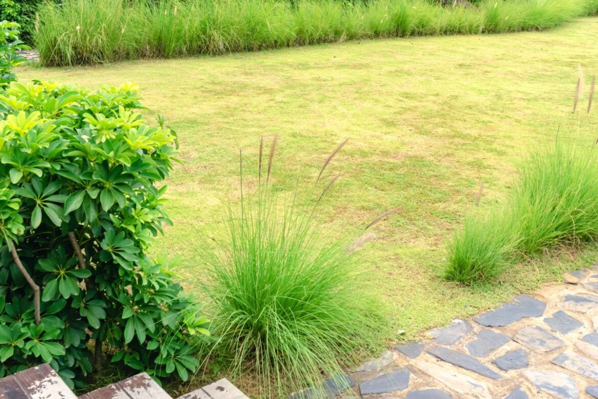 Homeowners warned over hidden ‘gardener’s nightmare’ in lawns that turns them yellow Homeowners warned over hidden ‘gardener’s nightmare’ in lawns that turns them yellow
