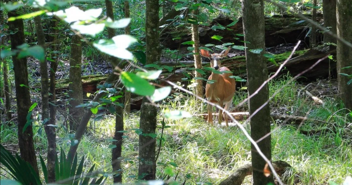 Deer love these plants in your Charleston gardens Deer love these plants in your Charleston gardens