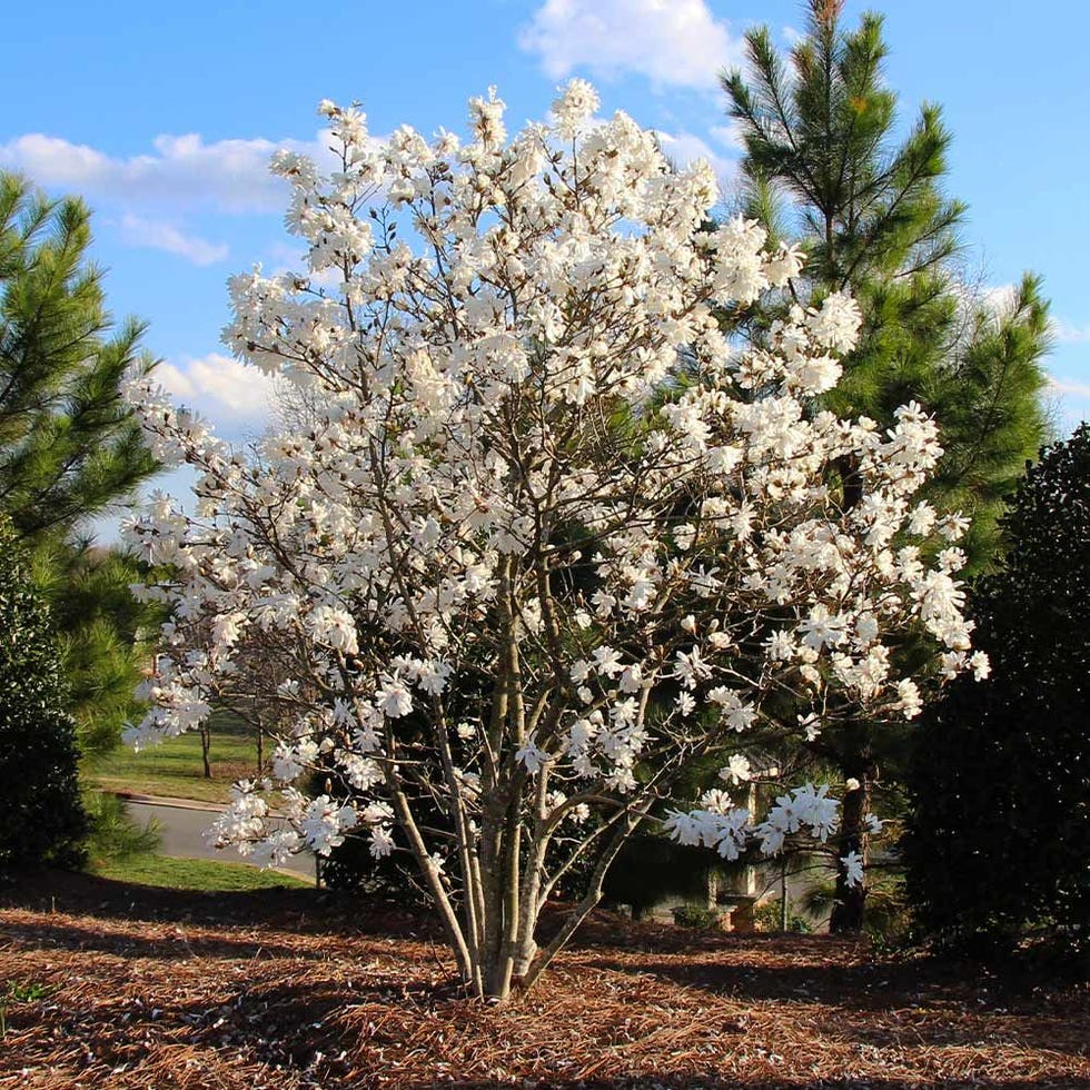 <strong>Royal Star Magnolia Tree</strong> <strong>Royal Star Magnolia Tree</strong>