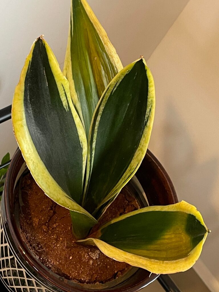 HELP! Can my snake plant be saved? HELP! Can my snake plant be saved?