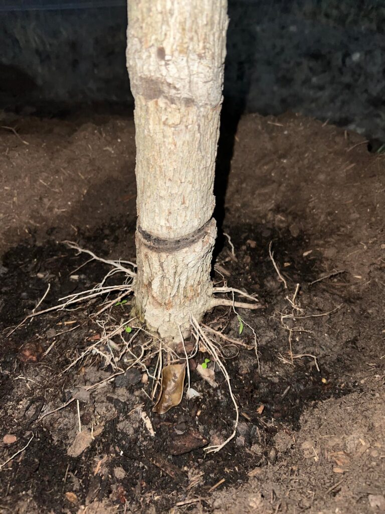 Tree Girdling?