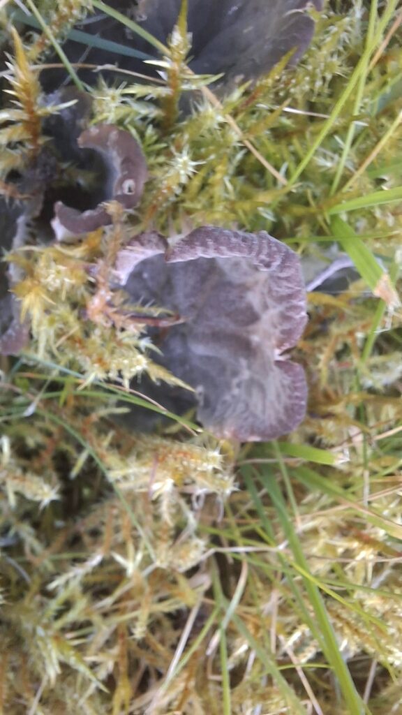 Anyone know what this is?