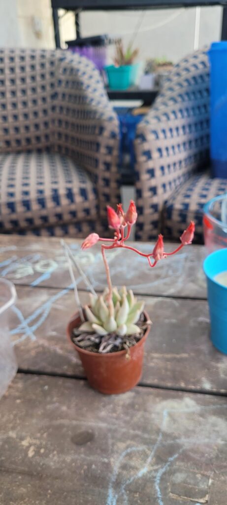 ID request