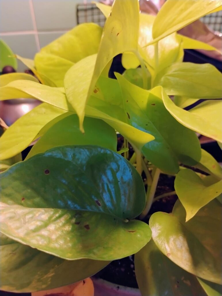 Is it thrips?