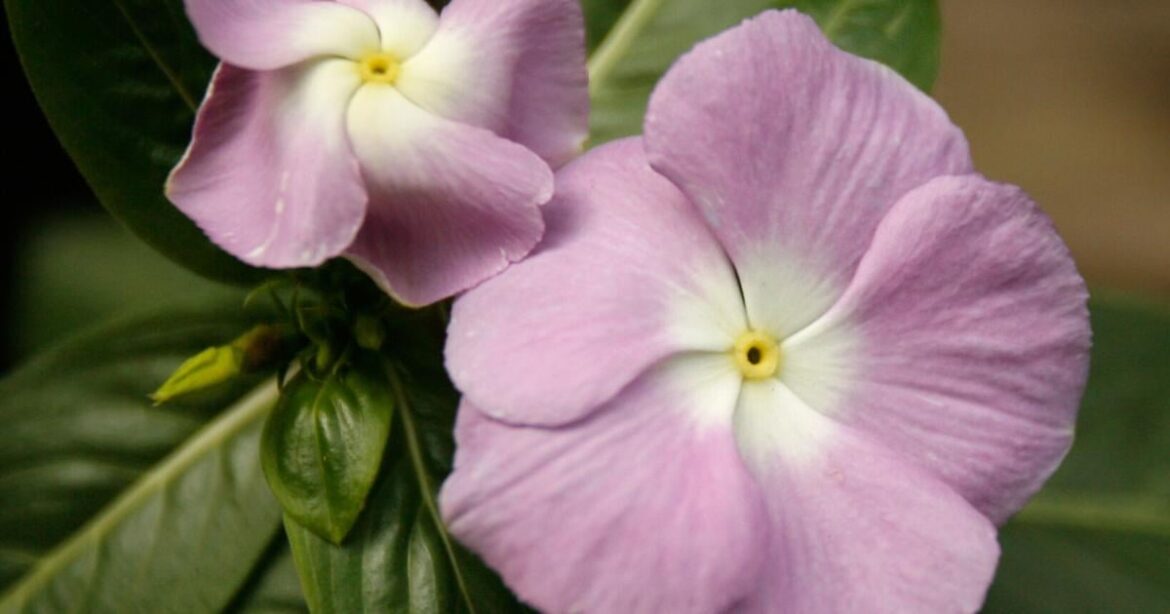 Fill hanging baskets with these sun-loving summer flowers | Home/Garden Fill hanging baskets with these sun-loving summer flowers | Home/Garden