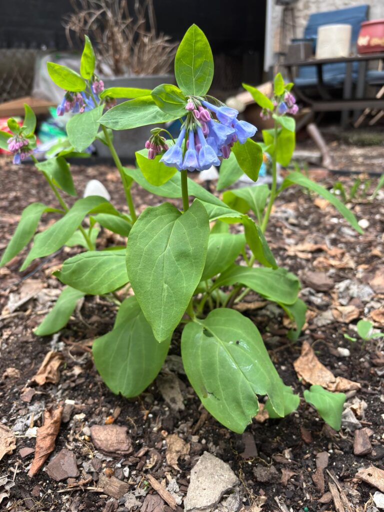 Virginia Bluebells & Celandine Poppy