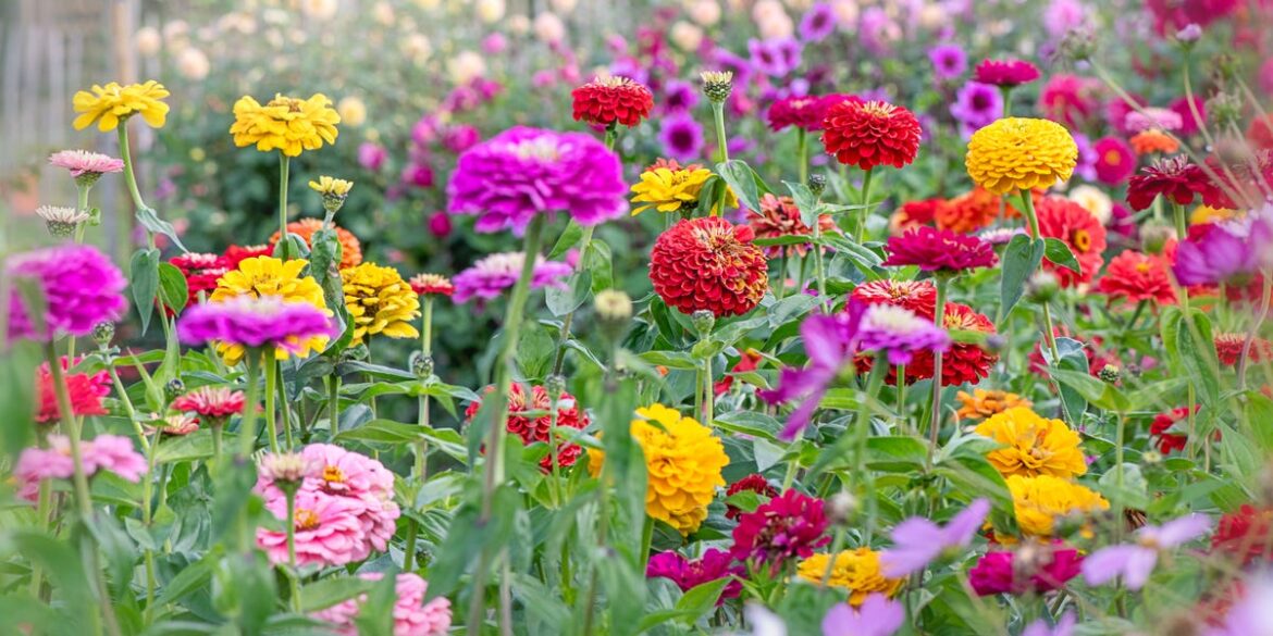 5 Flowers to Plant Now for Non-Stop Summer Colour in Your Garden 5 Best Flowers to Plant in Spring for Your Summer Garden in 2026