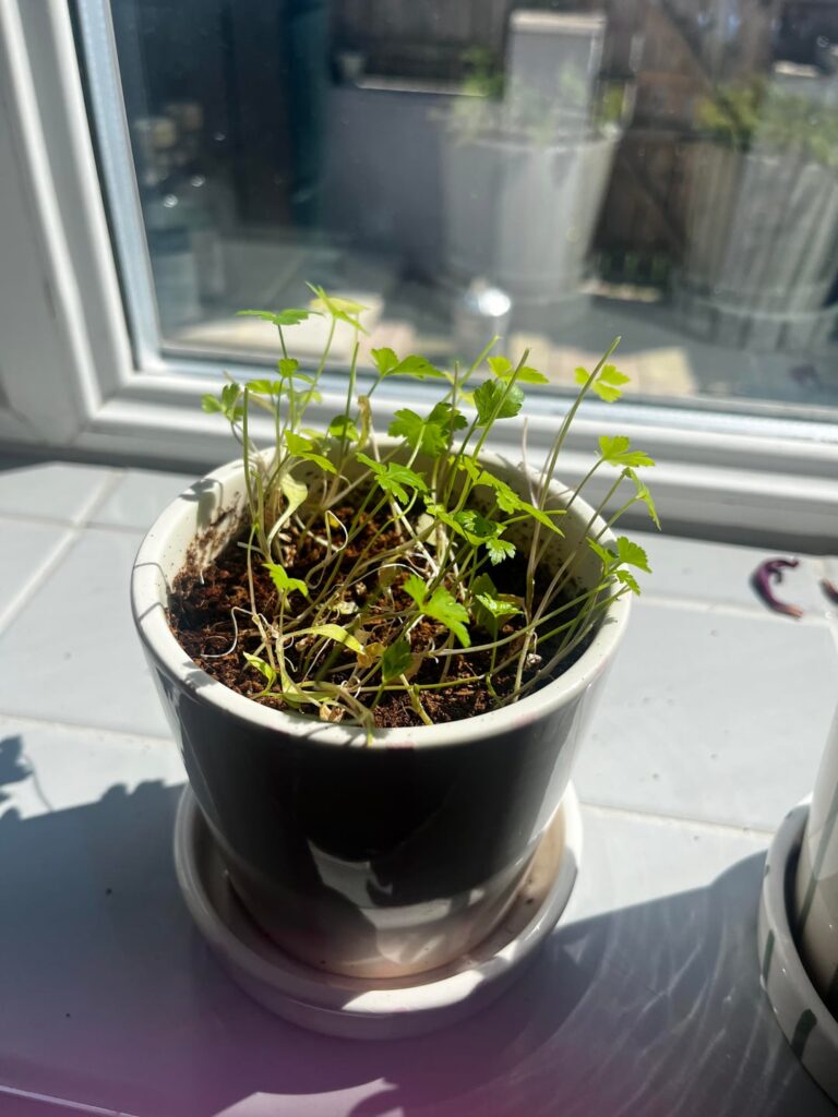 Growing herbs