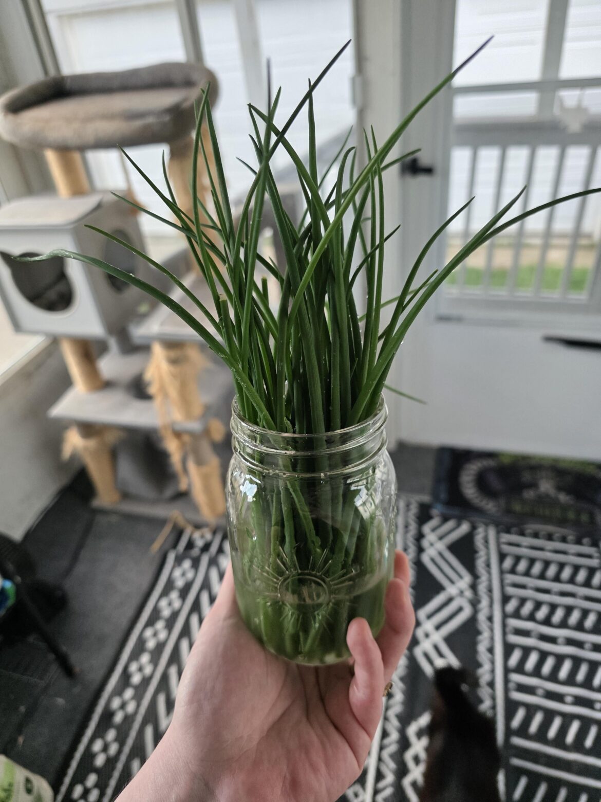 First chives of the season!