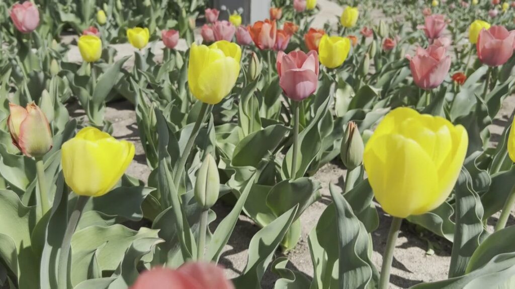 Denver Botanic Gardens’ tulips affected by fungus Denver Botanic Gardens' tulips affected by fungus