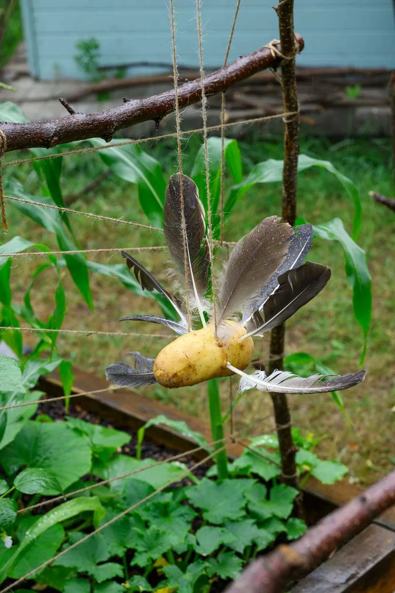 To make a feather and potato bird-scarer you take an old potato, stick feathers in it, then use a skewer to make a hole through the middle of it to tie it up. Jason Ingram/Dorling Kindersley/PA Wire/dpa
