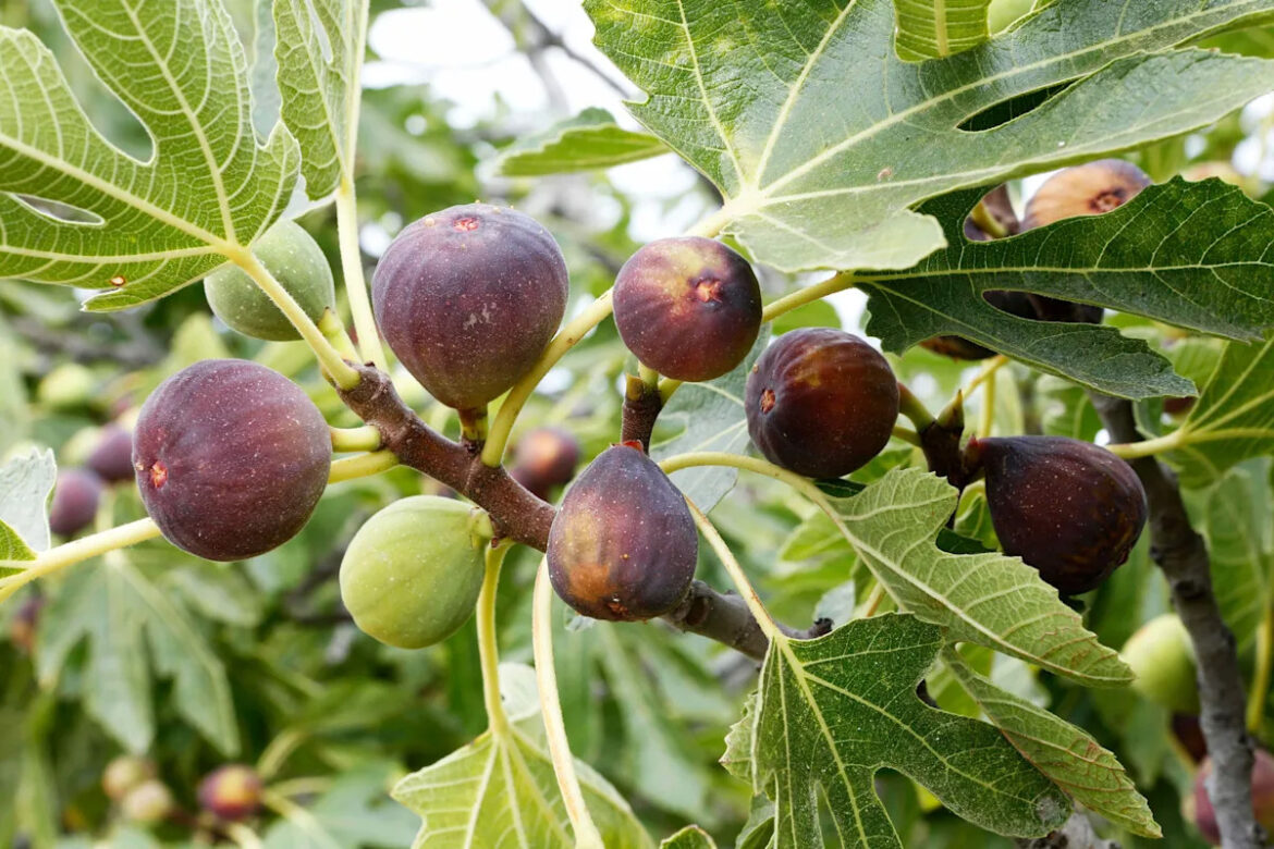 7 Fruit Trees That Can Flourish in Clay Soil, According to Gardening Experts Yahoo lifestyle home