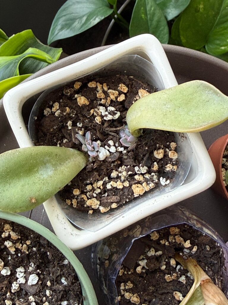 Weird growth growing?