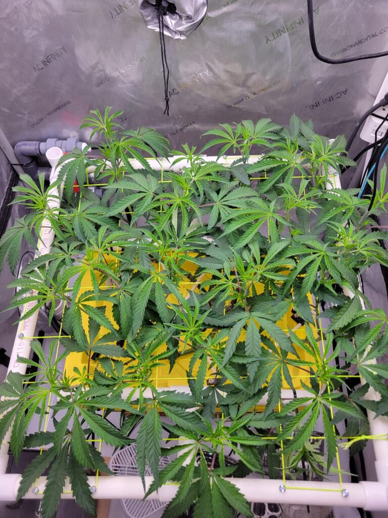 Pink Slurpee - Day 1/59