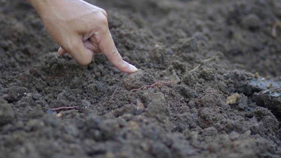 A farmer using a finger testing a soil before planting vegetable at farm.