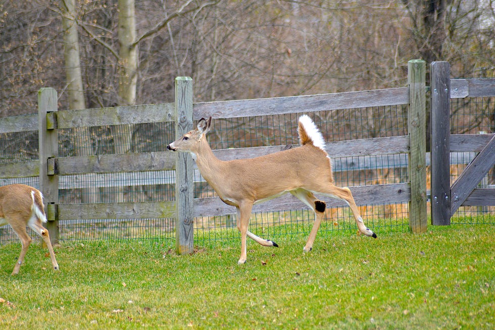 White-Tailed Deer in Pennsylvania White-Tailed Deer in Pennsylvania