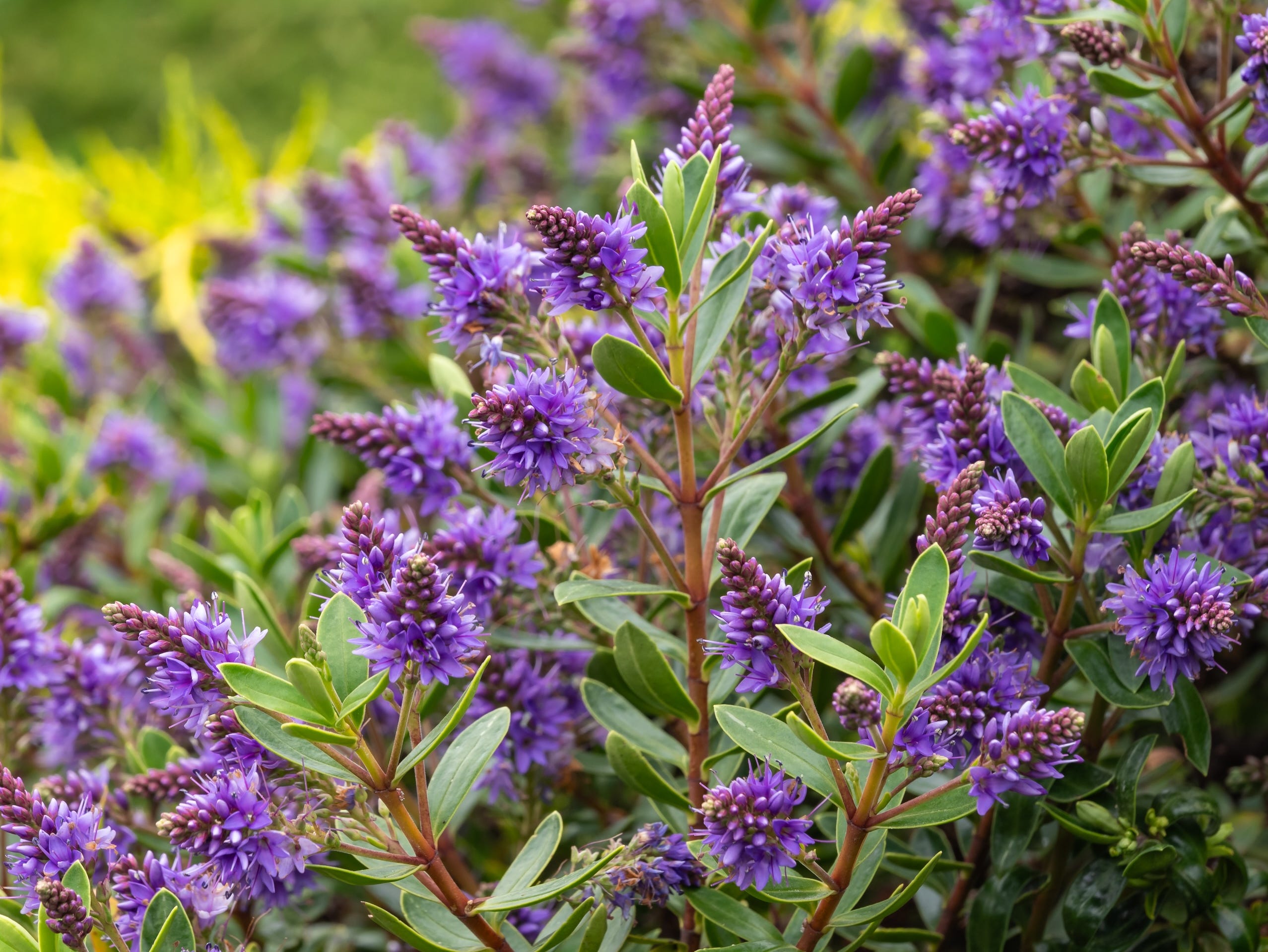 shrubs that thrive in pots