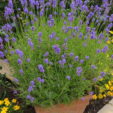 best patio plants