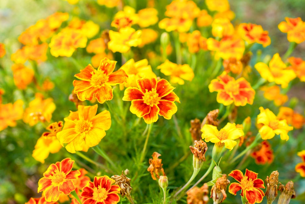 plant only one annual marigolds