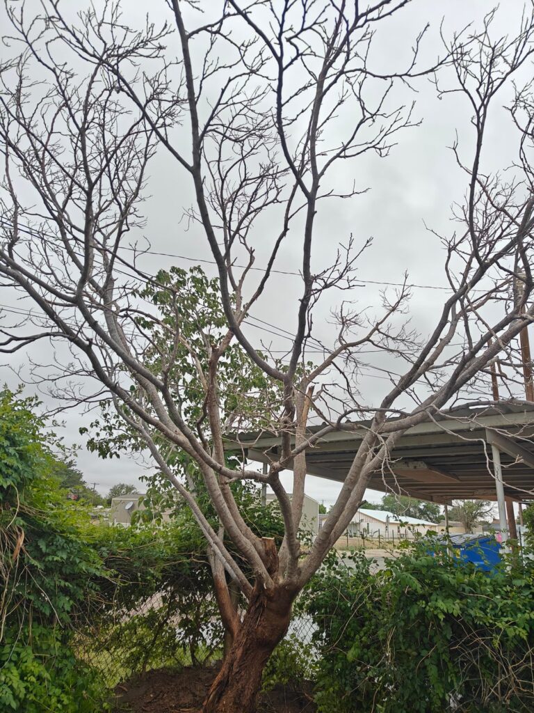 Is there anything that can be done for this tree?