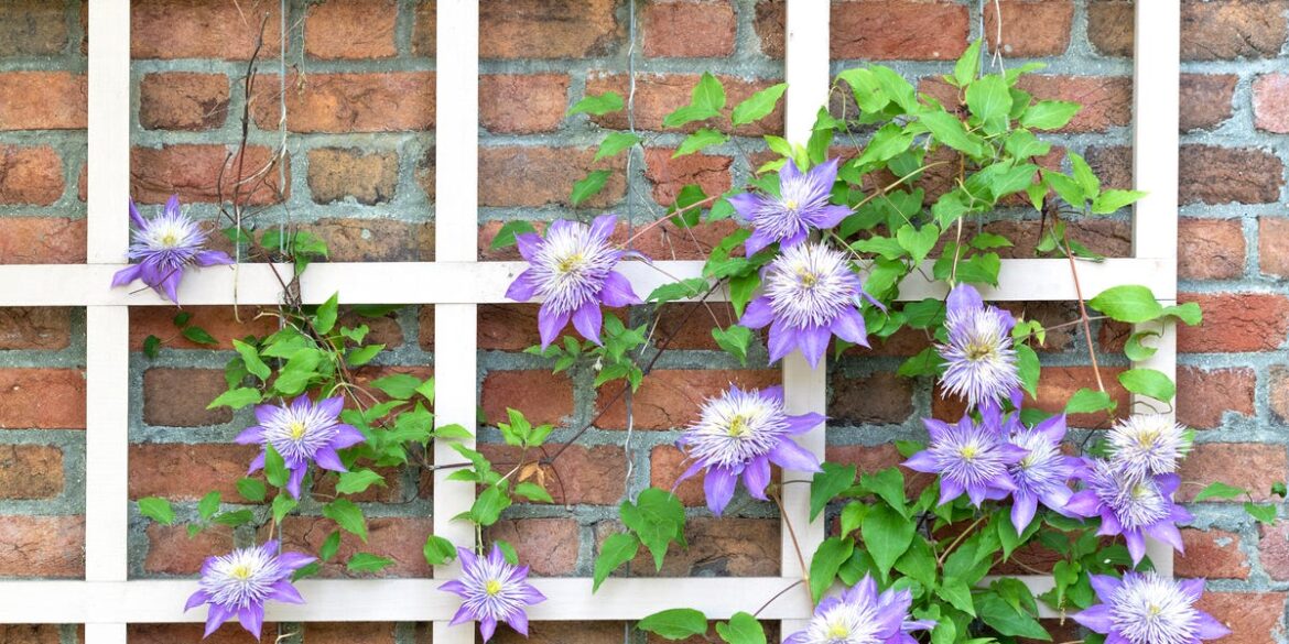 30 Best Climbing Plants for Every UK Garden 30 Best Climbing Plants for Every UK Garden