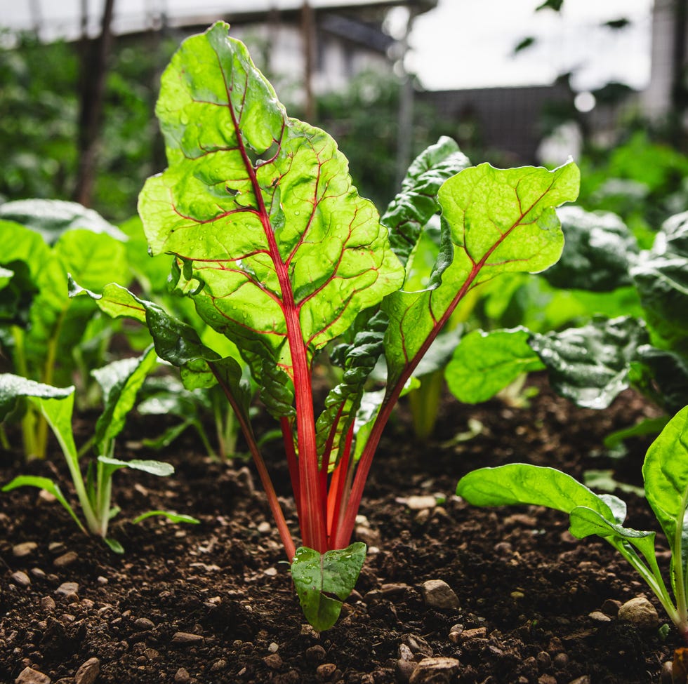 5 vegetables you should plant in small spaces swiss chard crop in the vegetable garden