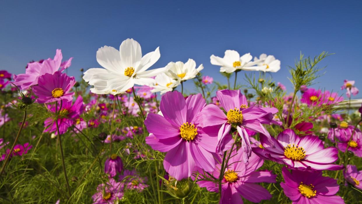 beautiful group field of bloom flowers Cosmos bipinnatus against clear blue sky