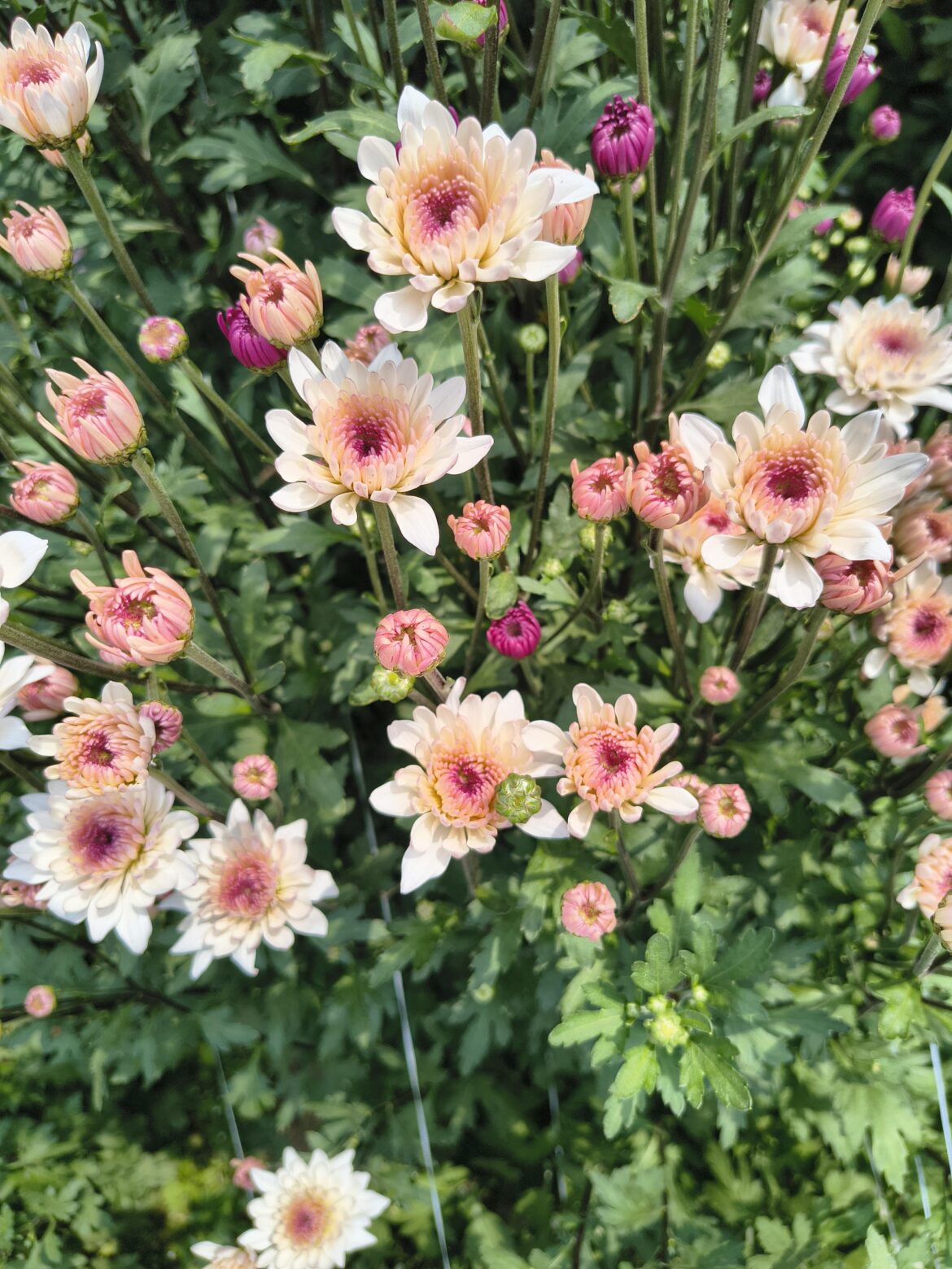 Chrysanthemum [OC]
