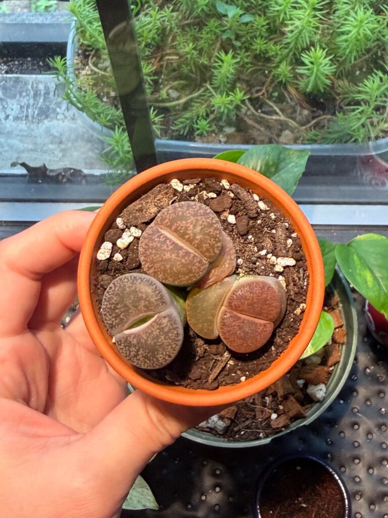 I’m obsessed with these little guys I want 1000 more! Any advice?