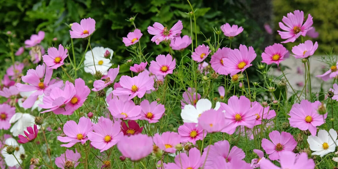 How to grow cosmos this April and May for a stunning summer garden year after year How to grow cosmos this April and May for a stunning summer garden year after year