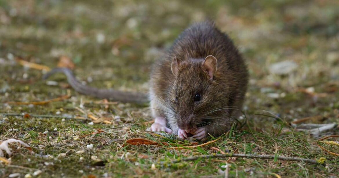 Households warned to never put common bird food out or risk rats Households warned to never put common bird food out or risk rats