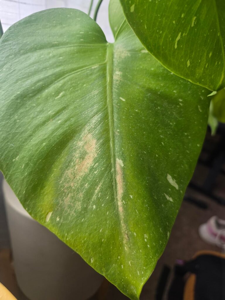 Help with Thai con please