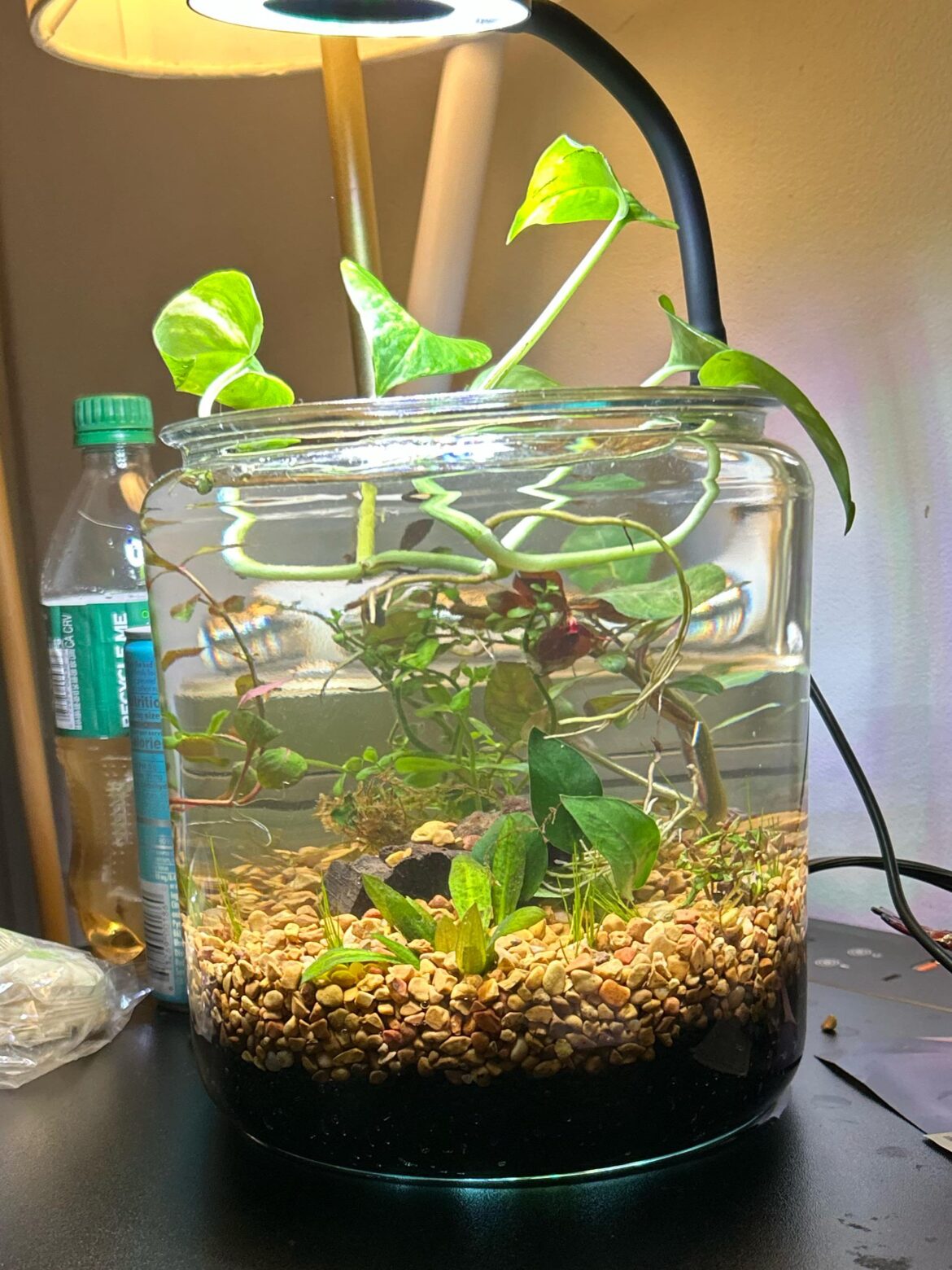 Future home of pink ramshorn snails :) any tips? I’m planning on keeping them for my pea puffers