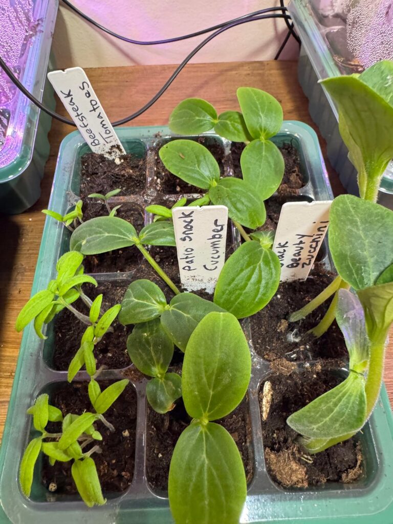 My first garden start.