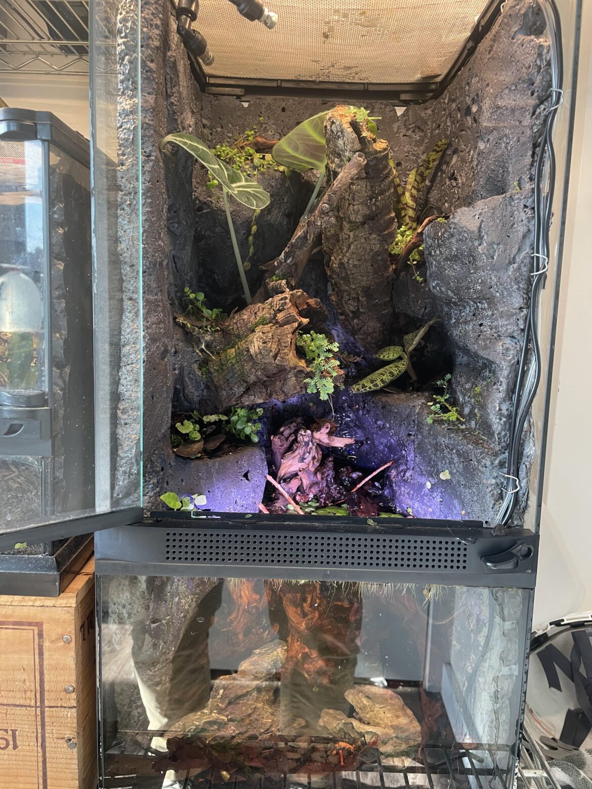Is my 12”x12”x24” tank ok for 2 fire bellied toads?