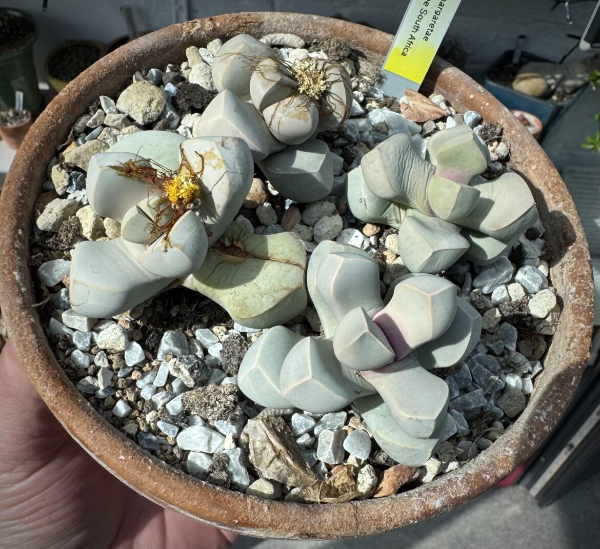 Just sharing again cos Im pleased they are happy in my care, starting to stack nicely (apart from that one split leaf when I over watered)