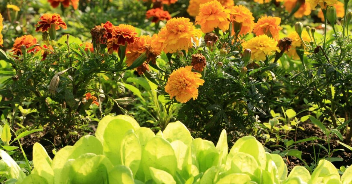 Monty Don shares the easiest plant to grow in April Monty Don shares the easiest plant to grow in April