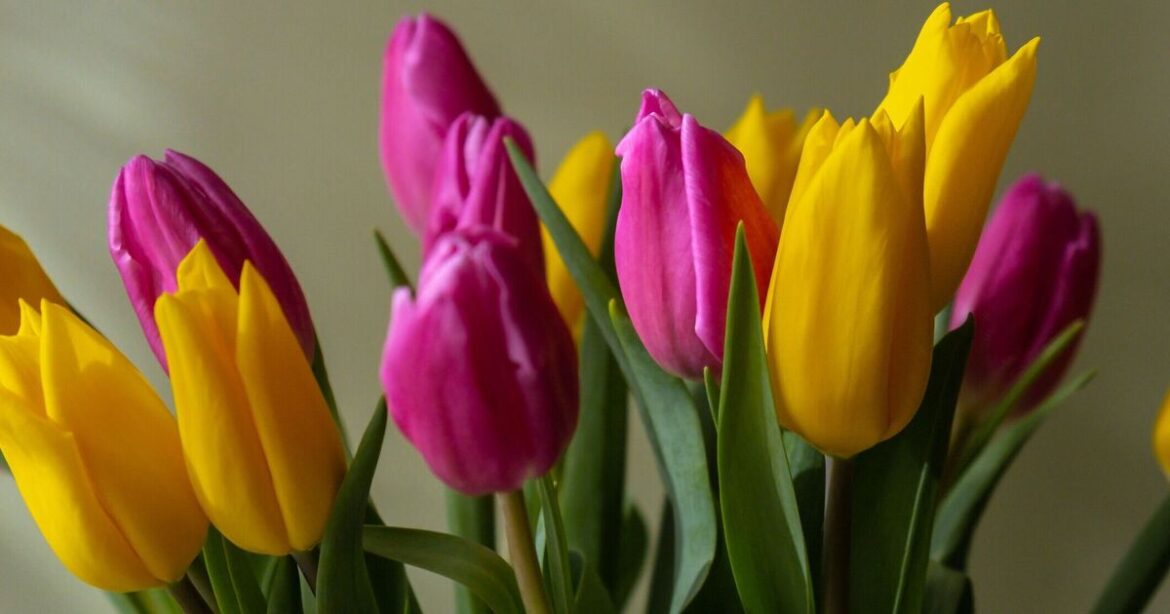 'I tried 3 methods to stop tulips drooping, clear winner lasted days'