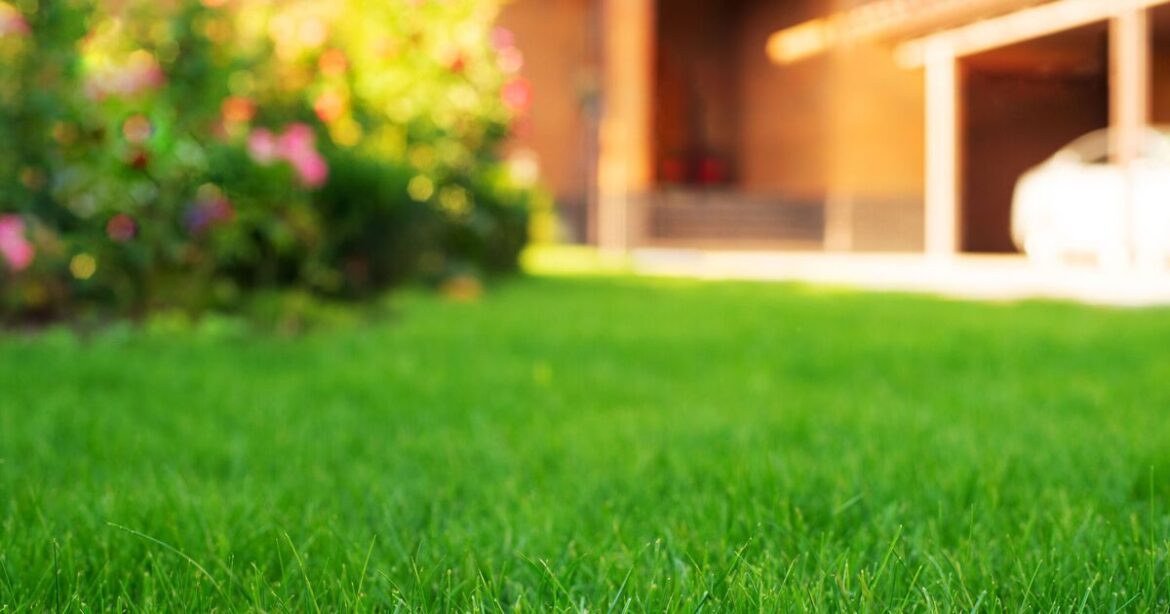 Grass will grow greener and thicker with 1 Dobbies gardening method