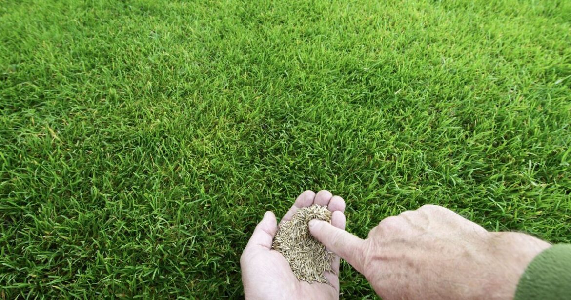 How to grow greener and moss-free lawns in April How to grow greener and moss-free lawns in April