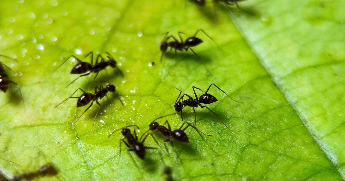 Garden expert shares bathroom essential that helps deter ants naturally