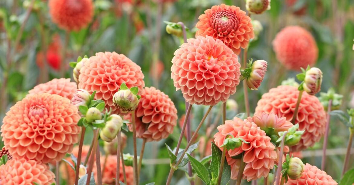 Gardener shares task to do now for 'relentless amounts of flowers this summer'