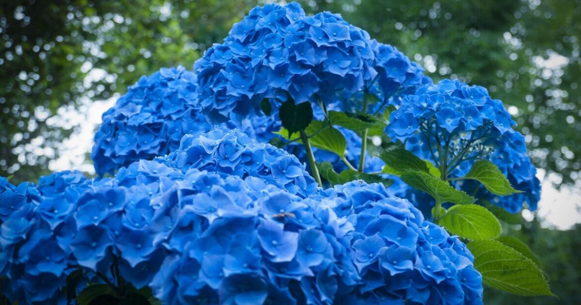 How to turn hydrangeas blue naturally How to turn hydrangeas blue naturally