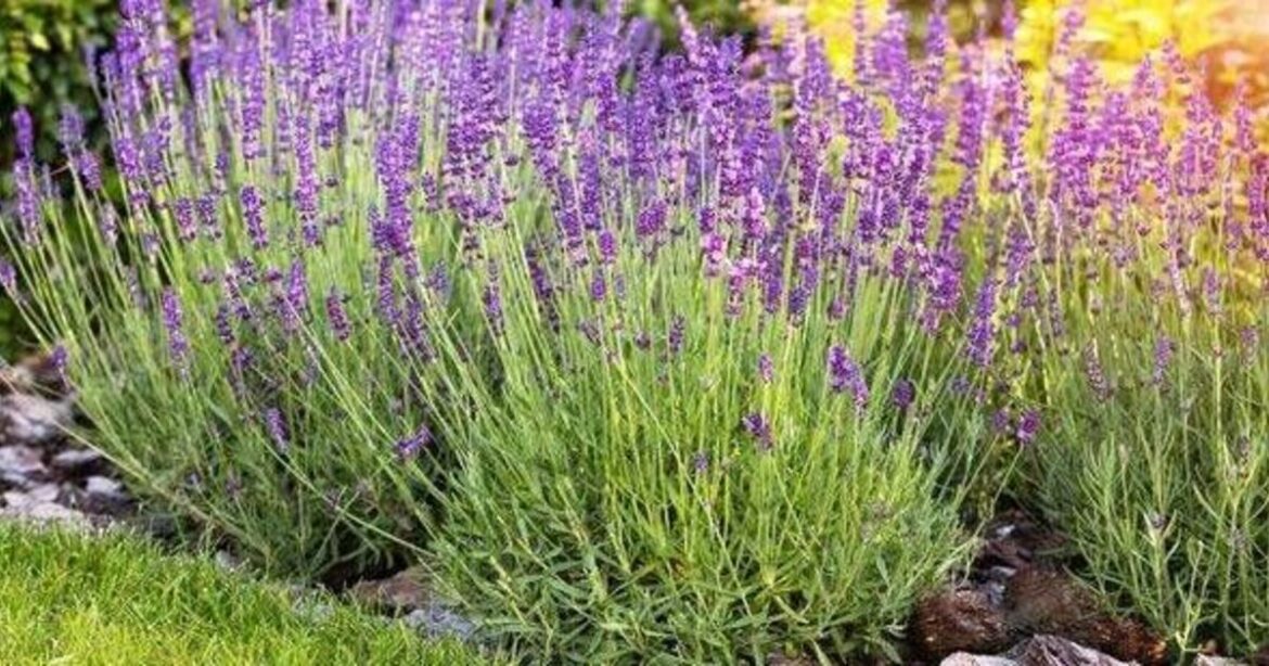 Three kitchen scraps can help lavender plants ‘flower more’ and grow healthier Three kitchen scraps can help lavender plants 'flower more' and grow healthier