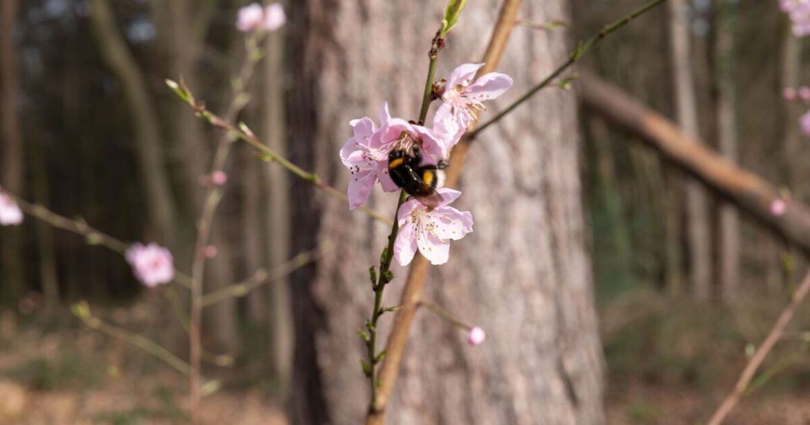 Gardeners urged to do 'scrape test' on plants now it is April